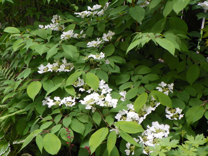 viburnum plicatum Lanarth - Copacei si arbusti 2015