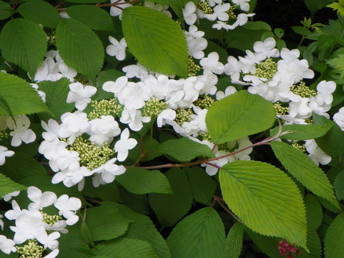 viburnum plicatum Lanarth - Copacei si arbusti 2015
