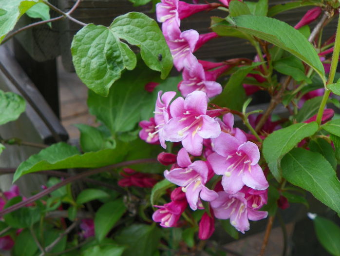 weigella Pink Princess - Copacei si arbusti 2015