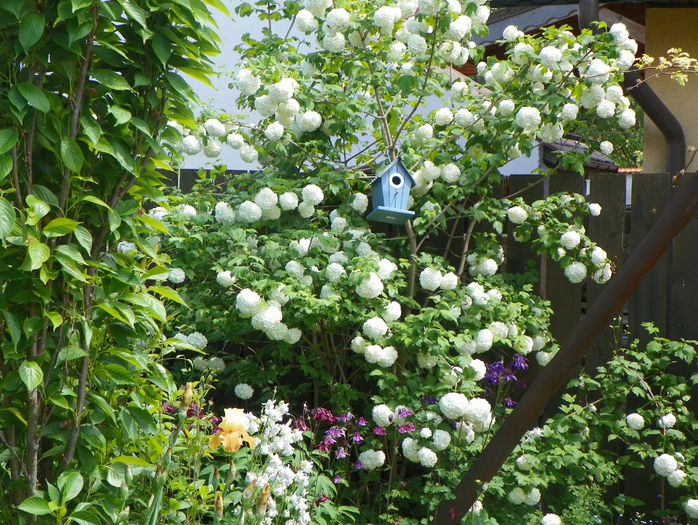 viburnum opulus Roseum - Copacei si arbusti 2015