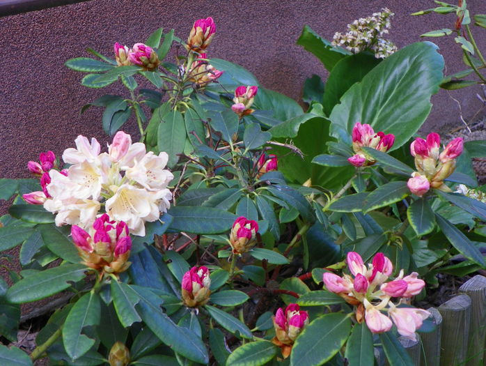 rhododendron Percy Wiseman - Copacei si arbusti 2015