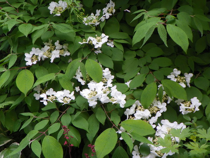 viburnum plicatum Lanarth - Copacei si arbusti 2015