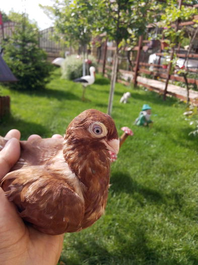 IMG_20150515_093842 - pana simpla 2015