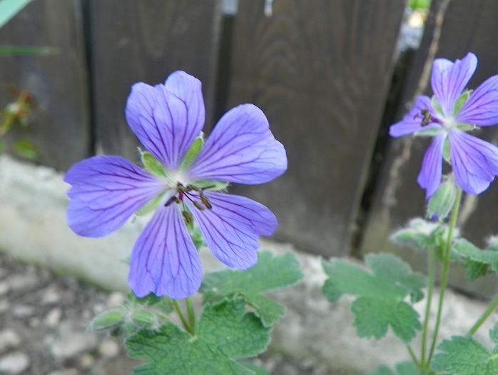 Philippe Vapelle - Geranium 2015