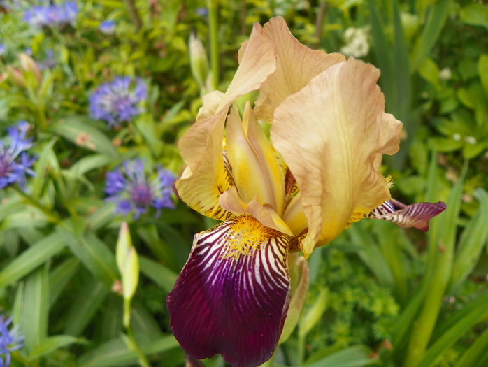 iris squalens