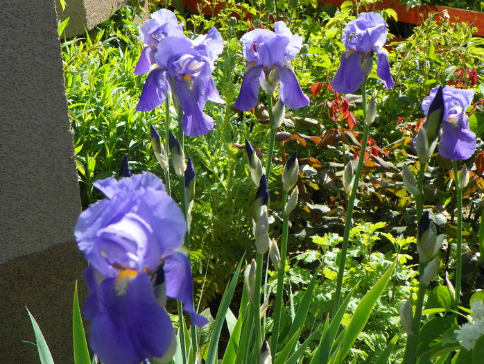 iris pallida
