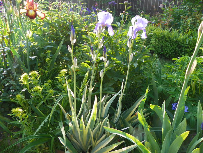 iris pallida aureovariegata - Irisi 2015 - 1