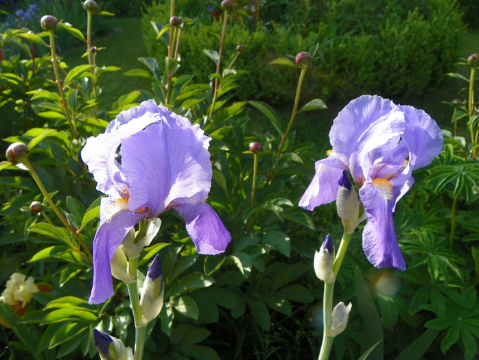 iris pallida aureovariegata - Irisi 2015 - 1
