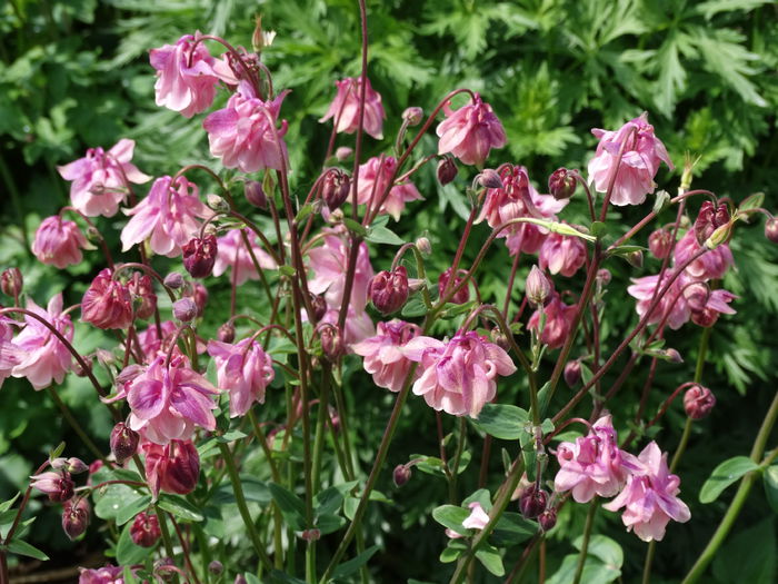DSC00594 - Plante in gradina 2015