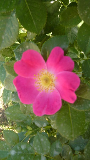 205 - Rosa Canina Kiese