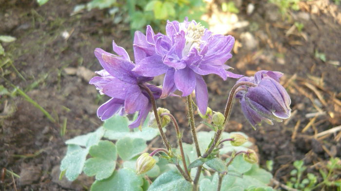 010 - Aquilegia
