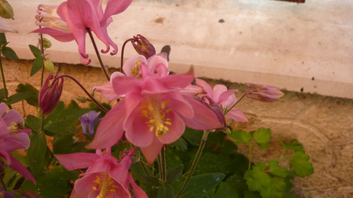 021 - Aquilegia
