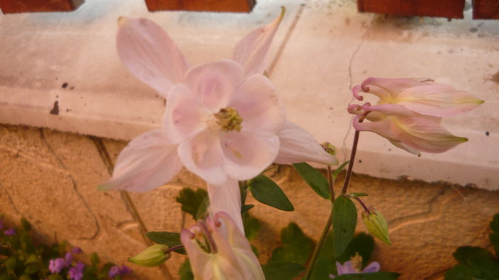 022 - Aquilegia