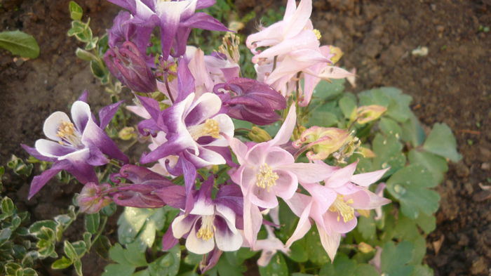 024 - Aquilegia