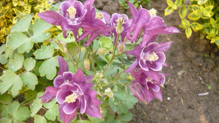 025 - Aquilegia