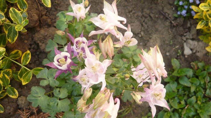 031 - Aquilegia
