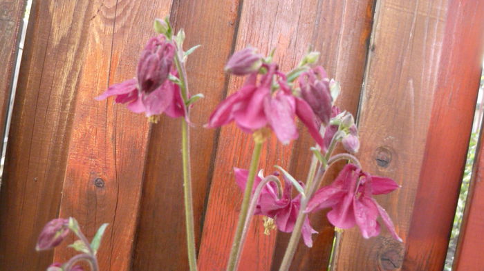 032 - Aquilegia