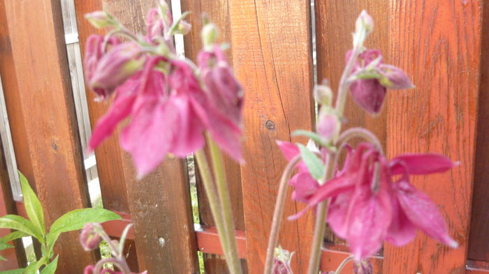 034 - Aquilegia
