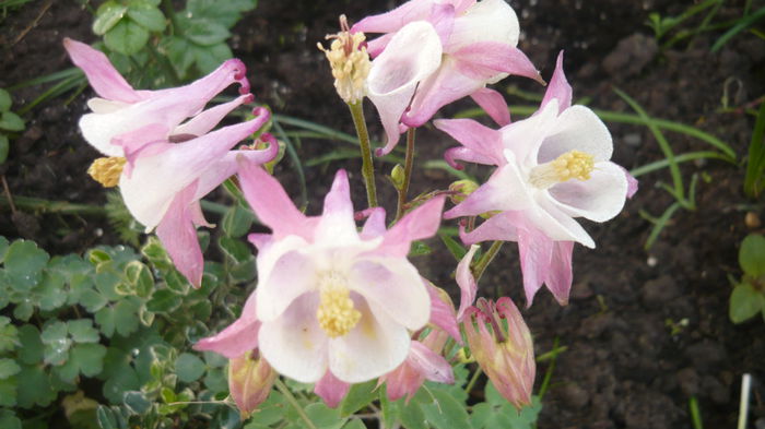 042 - Aquilegia