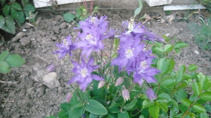 080 - Aquilegia