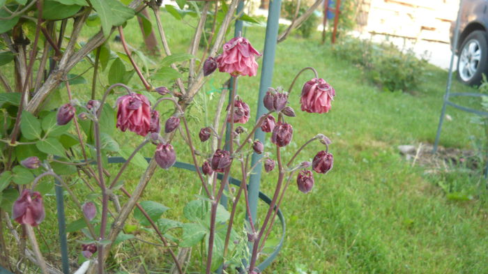 132 - Aquilegia