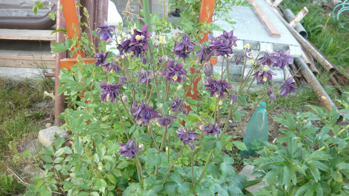 135 - Aquilegia