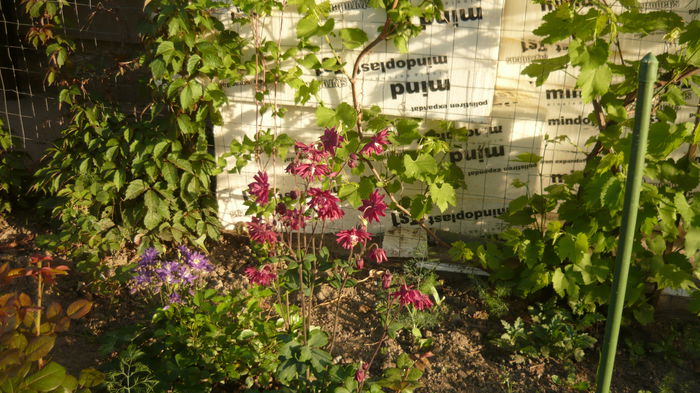 136 - Aquilegia