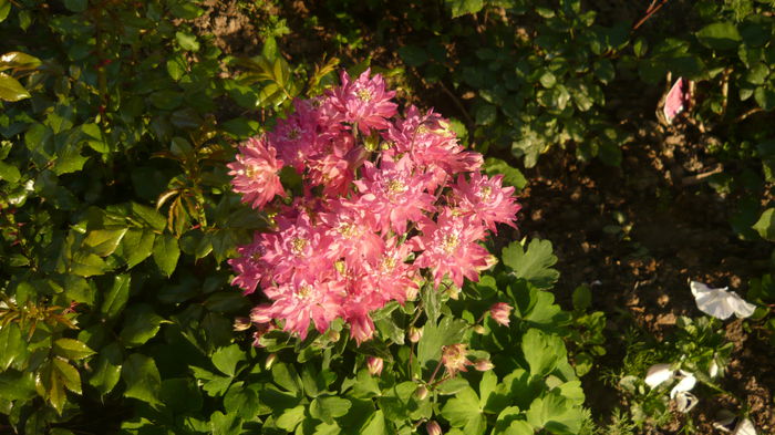 139 - Aquilegia
