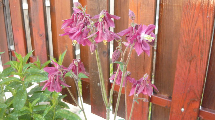 143 - Aquilegia