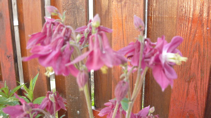 145 - Aquilegia