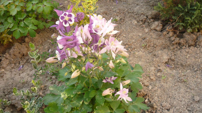 146 - Aquilegia