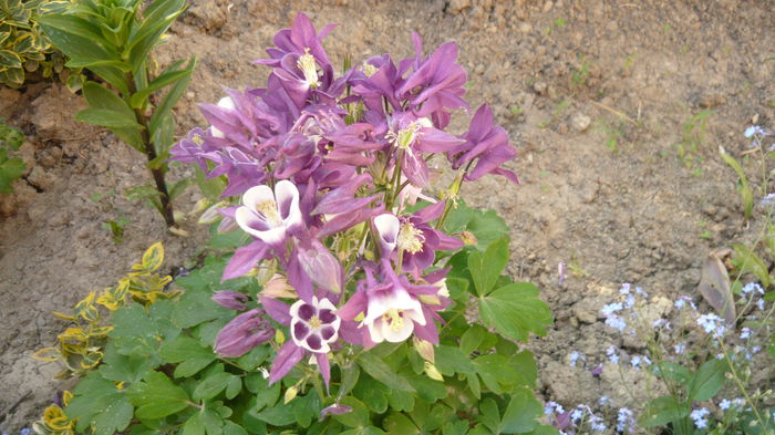 147 - Aquilegia