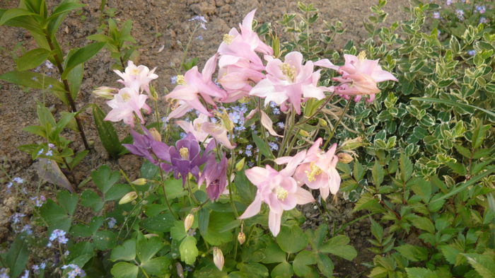 148 - Aquilegia