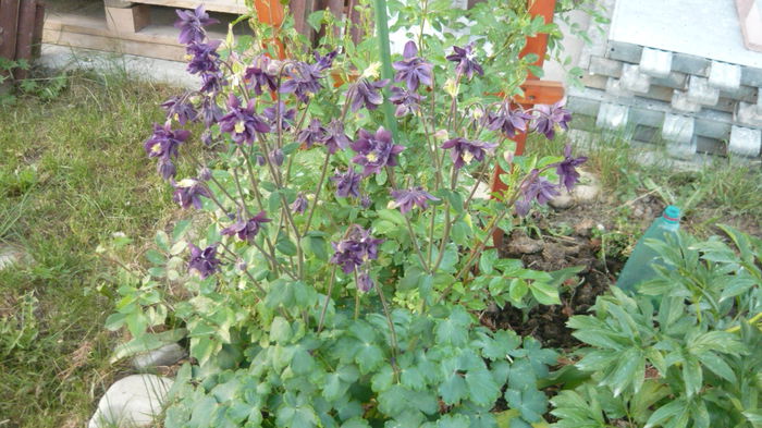 183 - Aquilegia