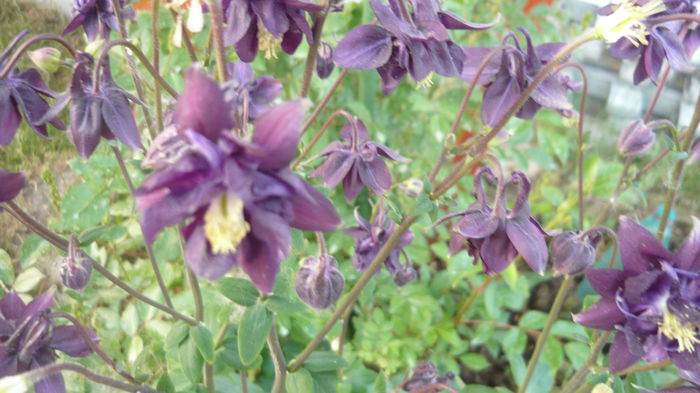 184 - Aquilegia
