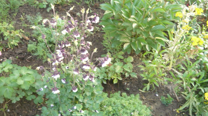 186 - Aquilegia