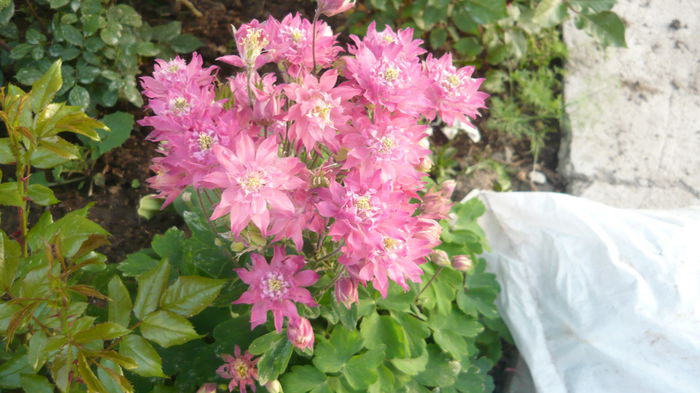 188 - Aquilegia