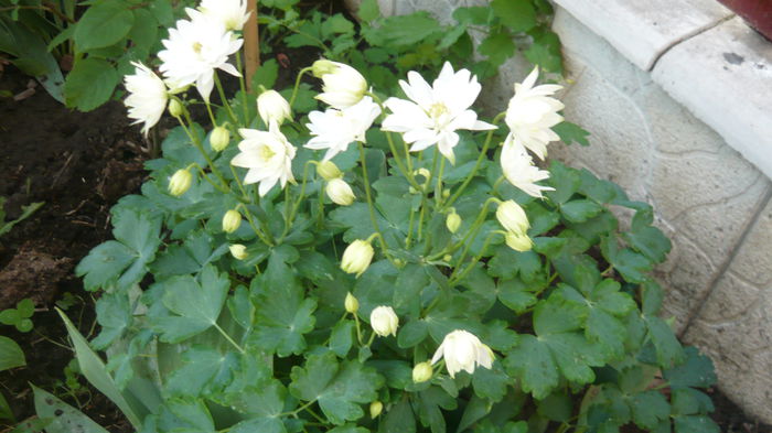 191 - Aquilegia
