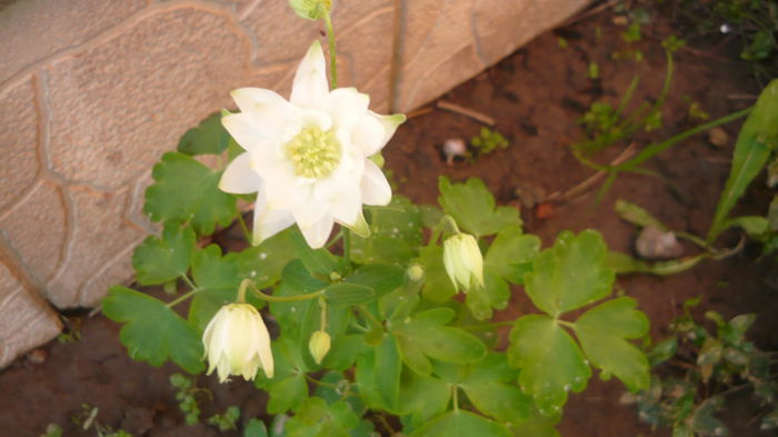 193 - Aquilegia
