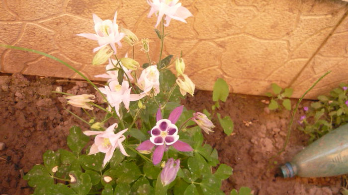 194 - Aquilegia