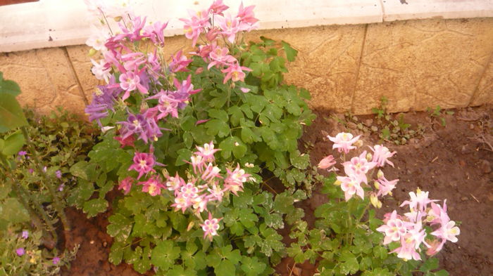 195 - Aquilegia