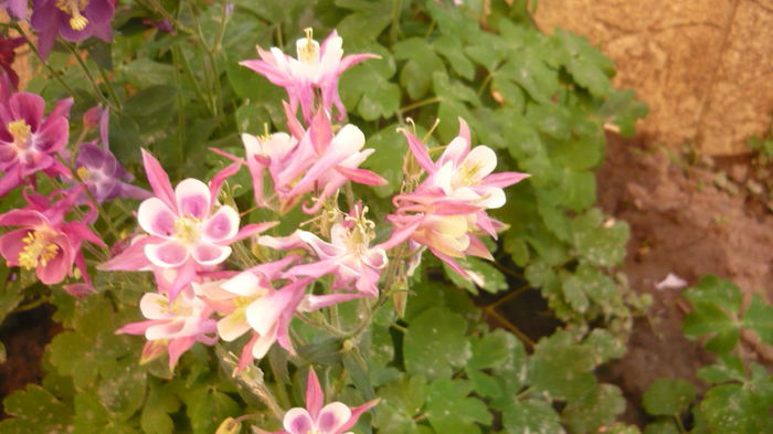 196 - Aquilegia