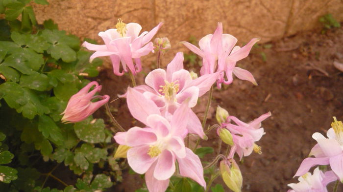 197 - Aquilegia