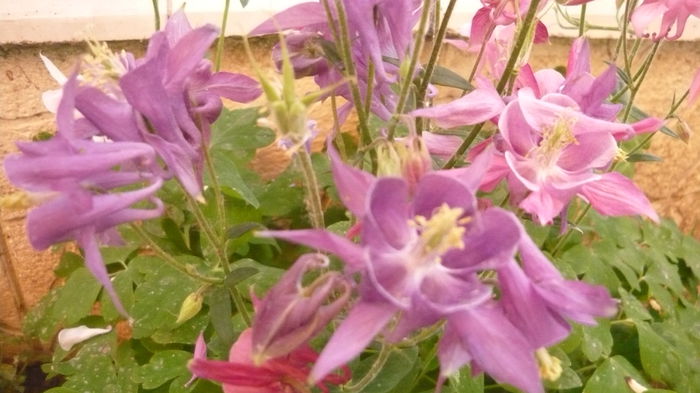 198 - Aquilegia