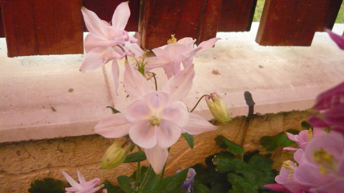 201 - Aquilegia