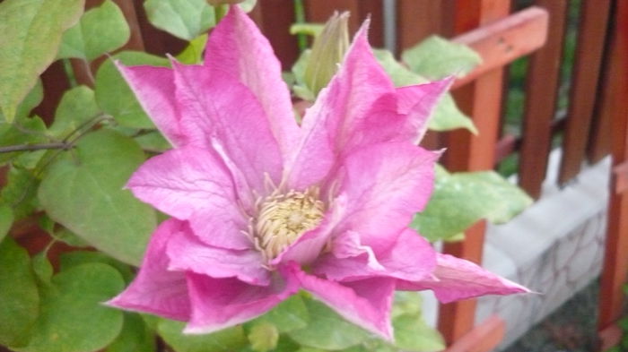 087 - clematite infloriri