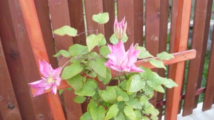 088 - clematite infloriri