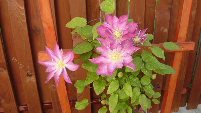 124 - clematite infloriri