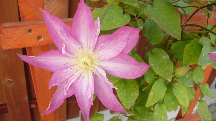 125 - clematite infloriri
