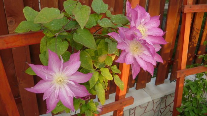 177 - clematite infloriri